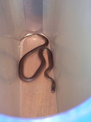 Cryptophis boschmai