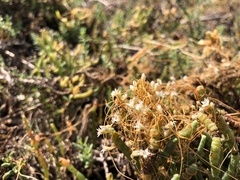 Cuscuta
