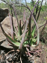 Aloe spicata
