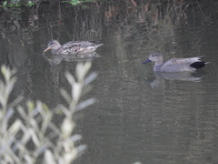 Mareca strepera strepera
