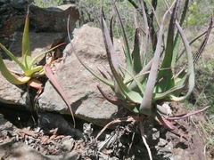 Aloe spicata