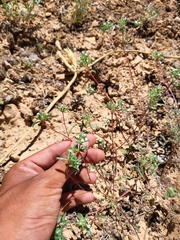 Ipomopsis polycladon