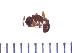 Myrmica scabrinodis