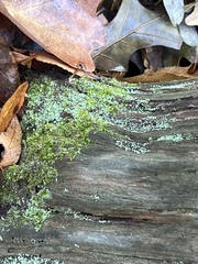 Cladonia peziziformis