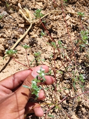 Ipomopsis polycladon