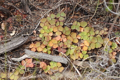 Oxalis commutata