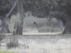 Cervus elaphus elaphus