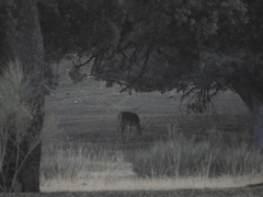 Cervus elaphus elaphus