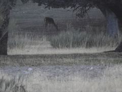 Cervus elaphus elaphus