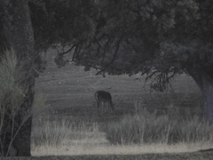 Cervus elaphus elaphus