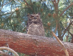 Bubo africanus africanus