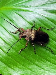 Pyrodes nitidus