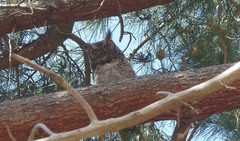 Bubo africanus africanus