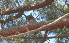 Bubo africanus africanus