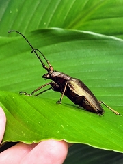 Pyrodes nitidus