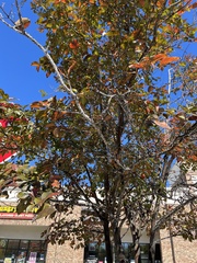 Eriococcus lagerstroemiae