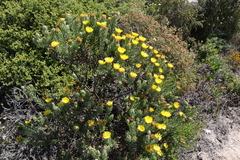 Oedera calycina