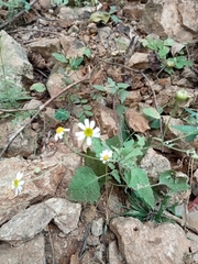 Perityle microglossa