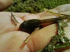 Dendropsophus molitor