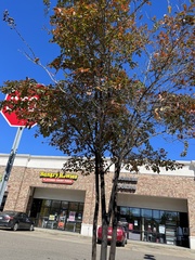 Eriococcus lagerstroemiae