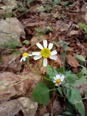 Perityle microglossa