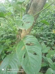 Monstera