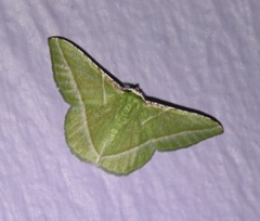 Dichorda consequaria