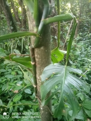 Monstera