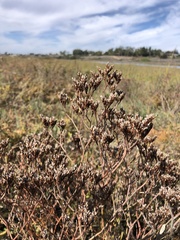 Limonium californicum