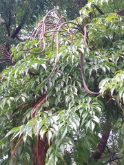 Radermachera sinica