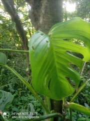 Monstera