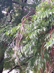 Radermachera sinica
