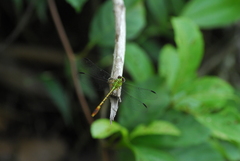 Erpetogomphus