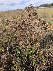Limonium californicum