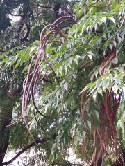 Radermachera sinica
