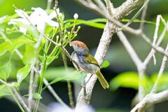 Orthotomus atrogularis