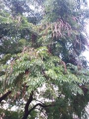 Radermachera sinica