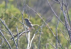 Prinia maculosa maculosa