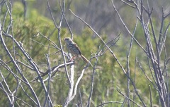Prinia maculosa maculosa