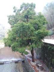 Radermachera sinica