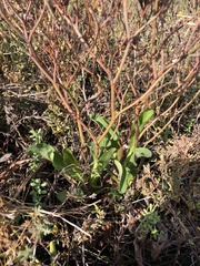 Limonium californicum