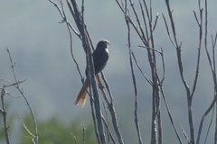 Prinia maculosa maculosa