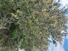 Tarchonanthus littoralis