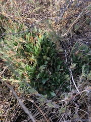 Limonium ramosissimum
