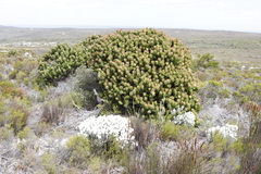 Mimetes fimbriifolius