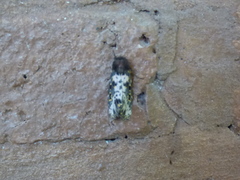 Xanthopastis timais