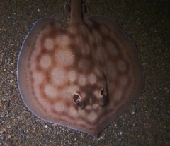 Urobatis concentricus