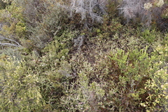 Diastella divaricata divaricata