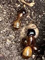 Camponotus sansabeanus