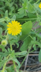 Pulicaria paludosa